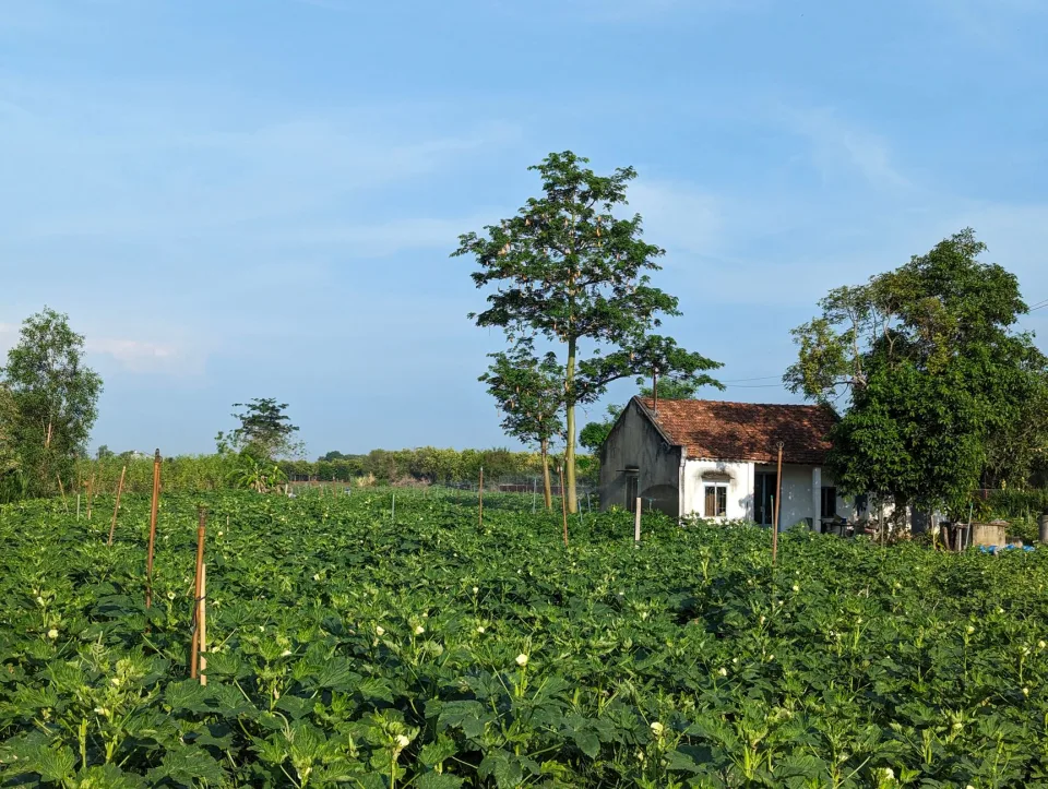 Vườn rau của Huỳnh Văn Hót